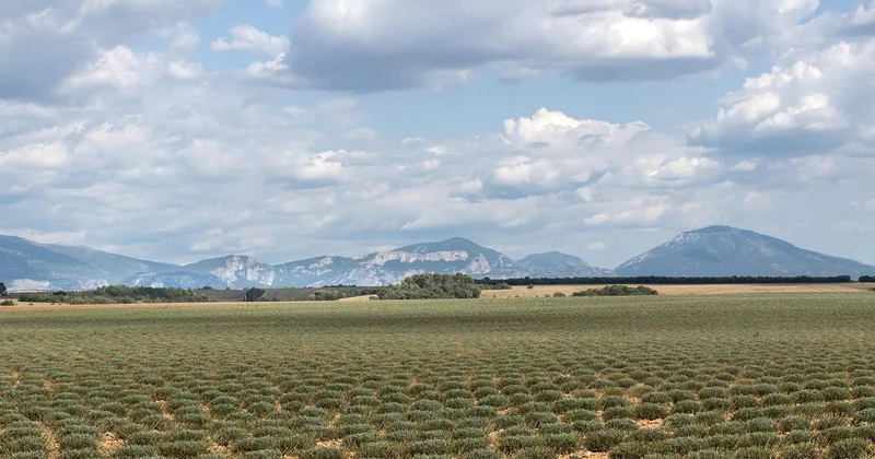 Agriculture de précision et suivi des cultures